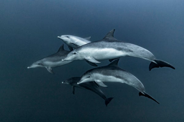 Swimming dolphins