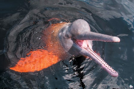 Dolphin mouth open out of the water