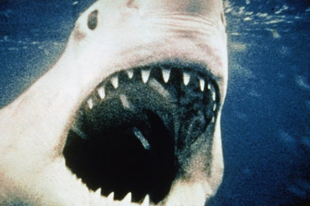 Film still from Jaws showing great white shark with open mouth