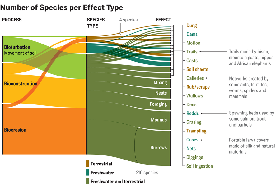 A diagram shows the number of species that fall under certain geomorphic processes and effect types.